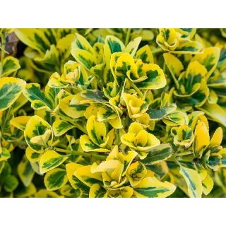 Trzmielina Emerald’n Gold sadzonka