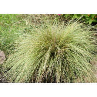Turzyca biaława Amazon Mist - Carex albula - trawy ozdobne - sadzonka