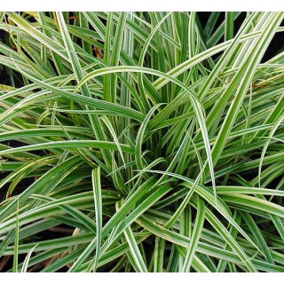 Turzyca japońska Silver sceptre - Carex morrowii - trawy ozdobne - sadzonka