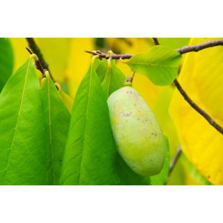 Drzewo bananowe nasiona