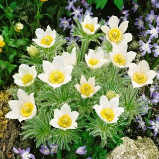 Sasanka Anemone pulsatilla - biała