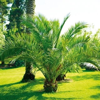 Palma królewska - daktylowiec kanaryjski