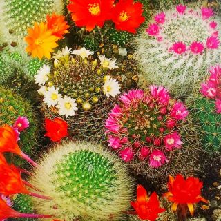 Mamilaria - kaktus meksykański - mieszanka gatunków