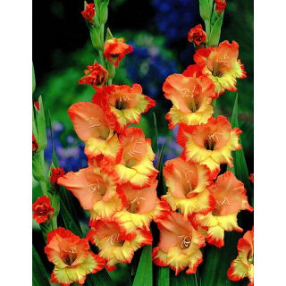 Mieczyk Princess Margaret Rose - 9 szt. w doniczce