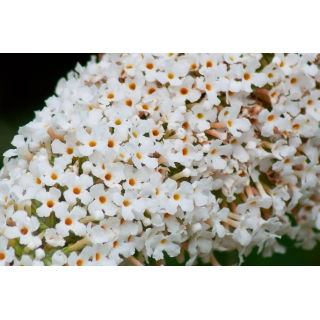 Budleja Dawida biała - White Profusion - Krzew motyli - sadzonka