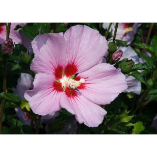 Ketmia, Hibiskus - Maike - sadzonka