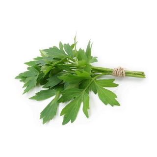 Lubczyk ogrodowy - sadzonka
