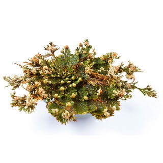 Róża jerychońska - Rose of Jericho