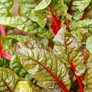 Burak liściowy Rhubarb Chard - czerwony
