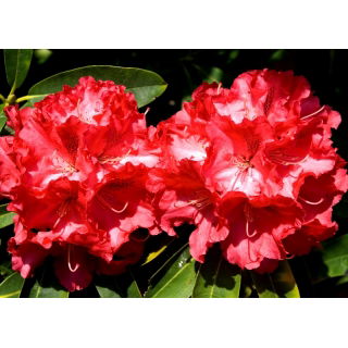 Rododendron czerwony, azalia - Prinz Karneval - sadzonka