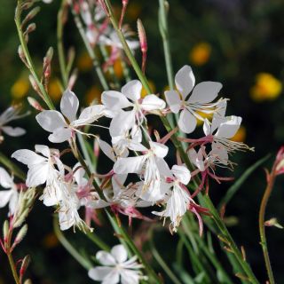 Gaura - Gaura lindheimeri