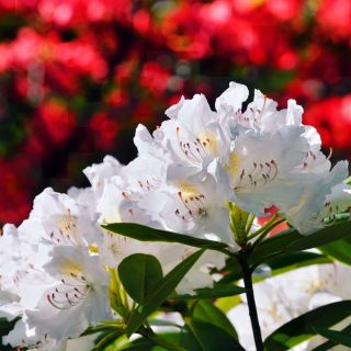 Rododendron biały, azalia - Cunningham's White - sadzonka