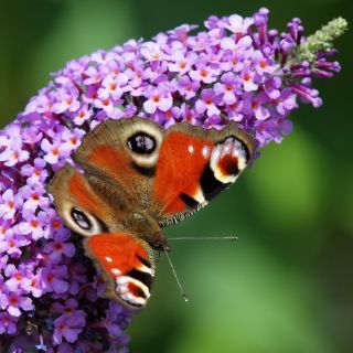 Budleja Dawida - Purple Prince - Krzew motyli - sadzonka