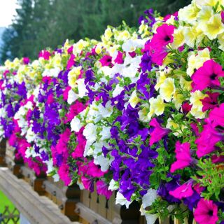 Petunia - Mieszanka balkonowa