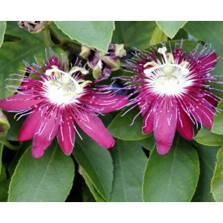 Męczennica różowa, Marakuja - Passiflora Victoria - sadzonka