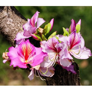 Drzewo storczykowe - Bauhinia