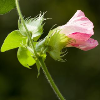 Bawełna