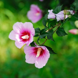 Ketmia, Hibiskus - Maike - sadzonka