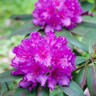 Rododendron różowo-liliowy, azalia - Boursault - sadzonka