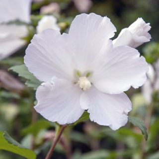 Ketmia syryjska, Hibiskus - William R. Smith - sadzonka