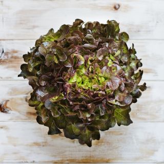 Sałata Red Salad Bowl - dębolistna
