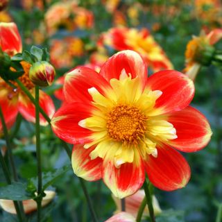 Dalia zmienna kołnierzykowa Collarette Dandy - mieszanka