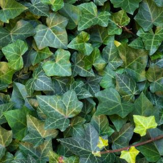 Bluszcz pospolity - Thorndale - Hedera helix - duża sadzonka
