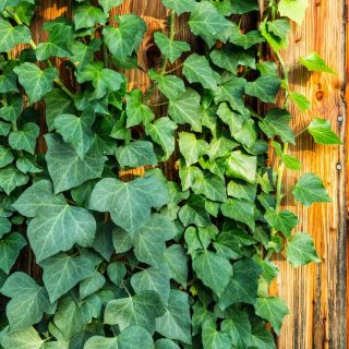 Bluszcz pospolity - Thorndale - Hedera helix - duża sadzonka