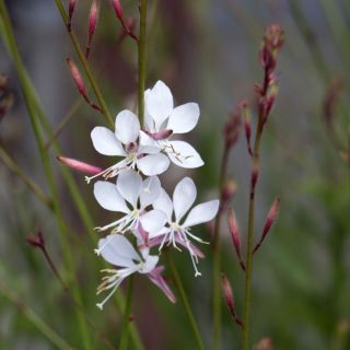 Gaura - Gaura lindheimeri