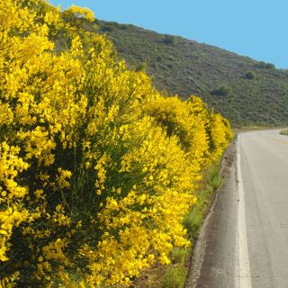 Szczodrzeniec wczesny - Allgold - sadzonka