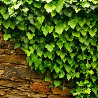 Bluszcz irlandzki, angielski - Hedera hibernica - sadzonka