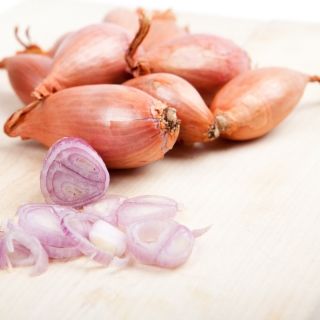 Cebula szalotka Zebrune