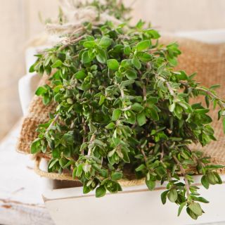 Oregano - Lebiodka pospolita