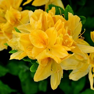 Rododendron żółty, azalia - Anneke - sadzonka