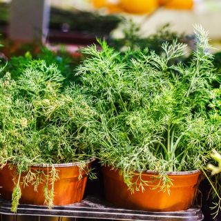 Koper niski doniczkowy