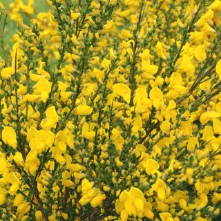 Szczodrzeniec wczesny - Allgold - sadzonka