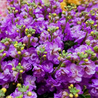 Lewkonia wielopędowa liliowa - Lolita