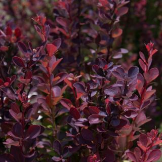 Berberys Thunberga - Atropurpurea Nana - sadzonka