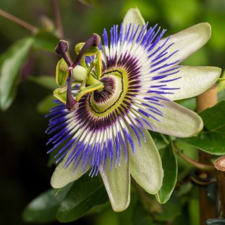 Męczennica błękitna - Passiflora Caerulea - sadzonka