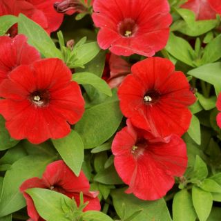 Petunia wielkokwiatowa - czerwona