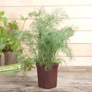 Koper niski doniczkowy