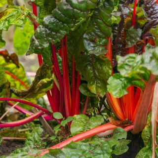 Burak liściowy Rhubarb Chard - czerwony