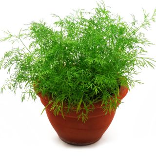 Koper niski doniczkowy