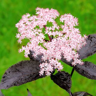 Czarny Bez - Black Lace - sadzonka