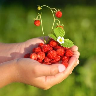 Poziomka Rugia - bardzo plenna