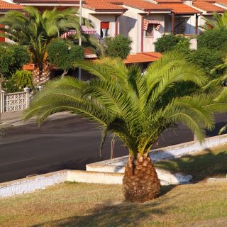Palma królewska - daktylowiec kanaryjski