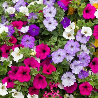 Petunia - Mieszanka balkonowa