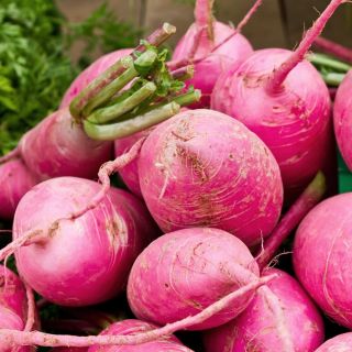 Rzodkiewka Jutrzenka - różowa