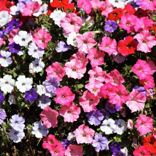 Petunia - Mieszanka balkonowa