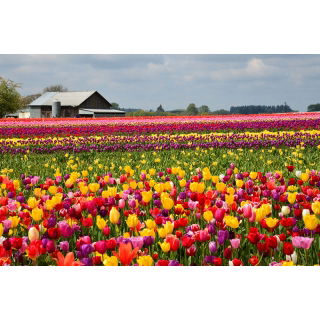 Tulipan Mix - opak. 5 szt.